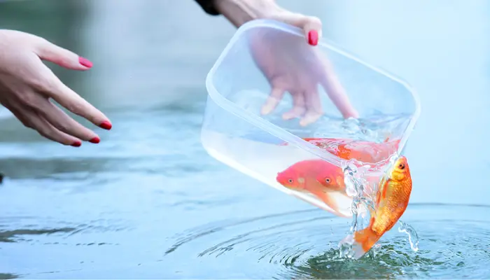 Phóng sinh cá chép để như phương tiện cho ông Công ông Táo cưỡi về trời