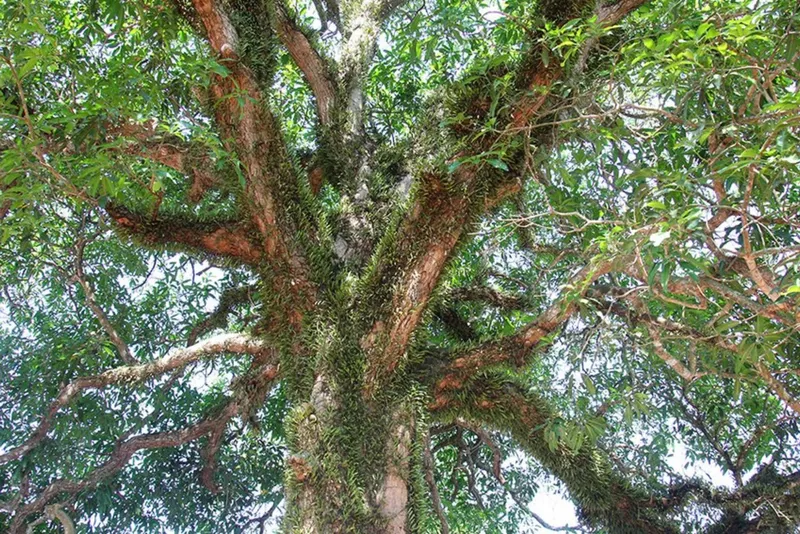 Cây cổ thụ trăm năm tuổi tại Công viên Nghĩa trang Thiên Đường